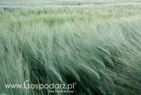 Zboża - notowania futures – w czwartek ciąg dalszy wzrostów- 18.05.2012