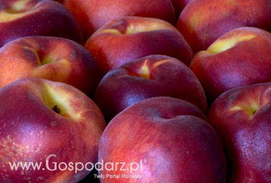 Kontrole produktów posiadających ChNP, ChOG lub GTS ze specyfikacją w I półroczu 2011 roku