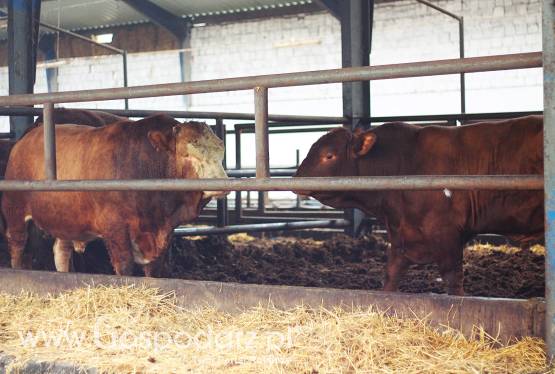 Skup bydła rzeźnego