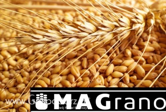 Kupię pszenice, min 20t , zapewniam transport