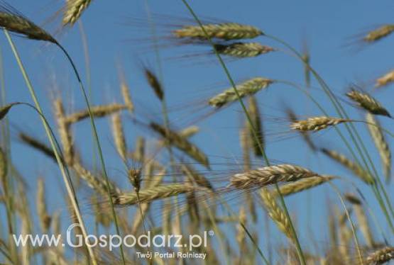 10.02.2012 Czwartkowy raport USDA przełożył sie na giełdowe notowania zbóż