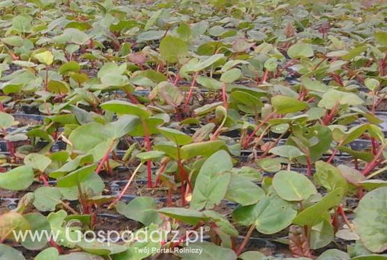 Sadzonki rabarbaru 2012 Sprzedam sadzonki rabarbaru, zamówienia