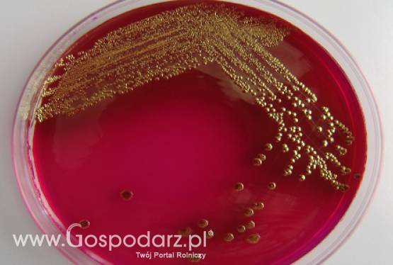 Białoruś – Wstrzymano dostawę unijnych warzyw do Rosji