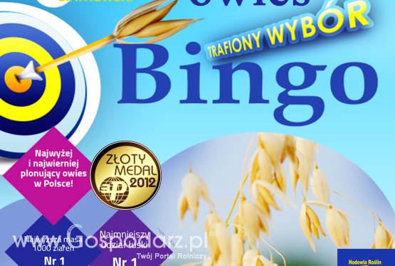 Kwalifikowane nasiona siewne owies BIngo C/1
