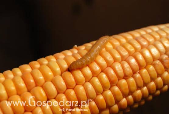 Na plantacjach kukurydzy pojawiła się omacnica prosowianka