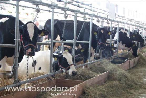 Niemcy – Będą kary za przekroczenie kwoty mlecznej?