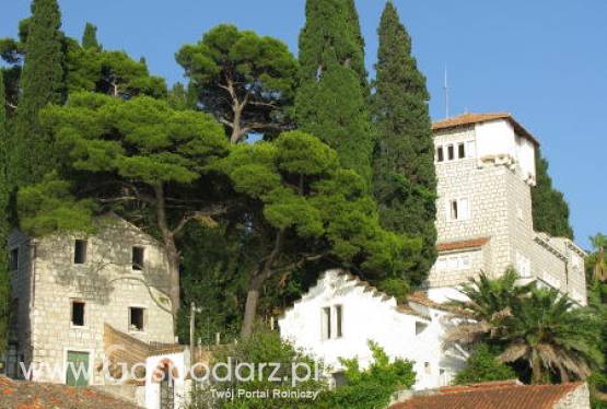 Idea zielonego miasta pozostaje w marzeniach. Chyba, że zaczniemy od najprostszych rozwiązań