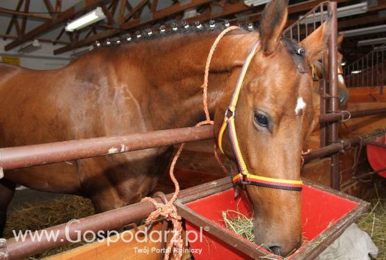Nowe świadectwa wywozowe w TRACES