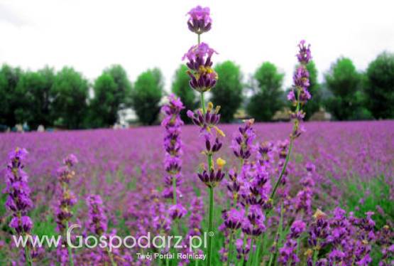 Na nieużytkach rolnych będzie rosnąć lawenda?