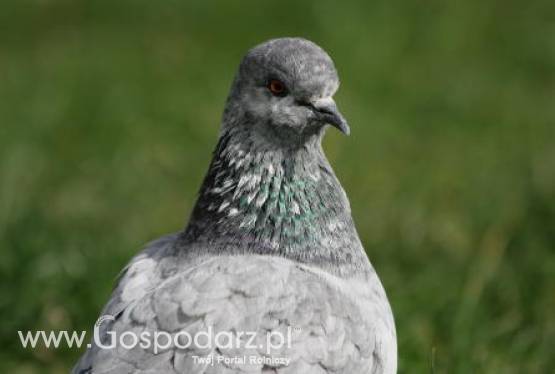 Kiedyś chów ptaków był dochodowym zajęciem, ale dziś już nie