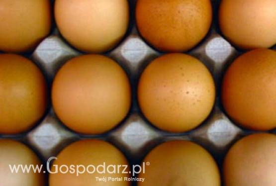 Notatka służbowa Głównego Lekarza Weterynarii dotycząca działań podjętych w związku z wykryciem nielegalnej produkcji suszu jajecznego