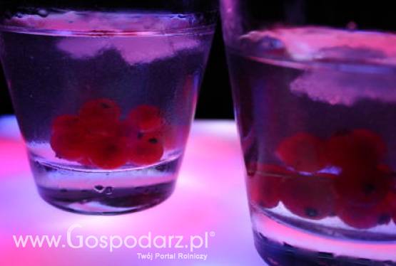 Bułgaria – Największą atrakcją jest tani alkohol?