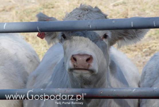 Brazylia – Spadek w handlu bydłem