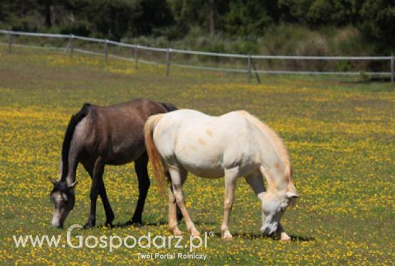 Prezydent Bronisław Komorowski w Janowie Podlaskim