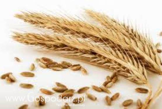 Skup zbóż, zapewniam transport