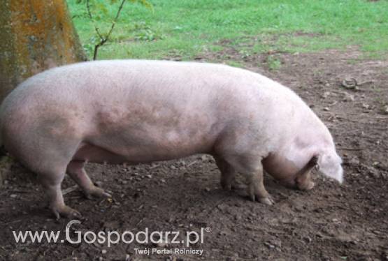 Ceny trzody chlewnej zebrane przez POLSUS