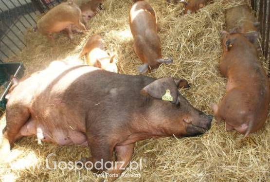 Niemcy – Masowe zamykanie farm trzody chlewnej