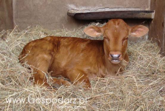 Niemcy – Wzrost produkcji mięsa już piąty rok z rzędu