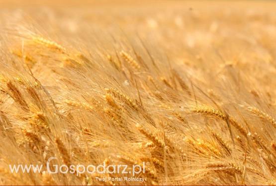 Ceny zbóż i oleistych na giełdach światowych–12.09.2011