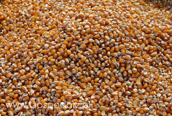 USA - Spadek produkcji bioetanolu z kukurydzy?