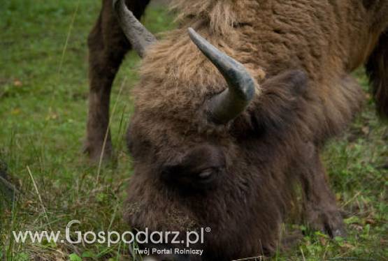 Bieszczadzkie żubry będą odstrzelone?