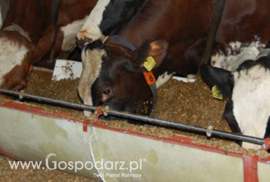 Koryta - stoły paszowe