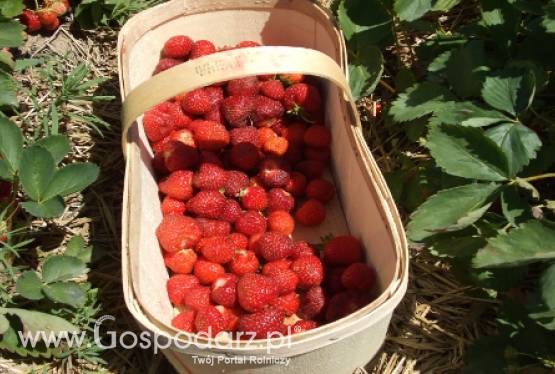 Już są pierwsze polskie truskawki