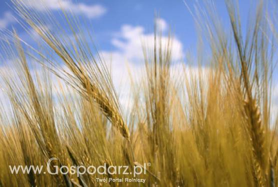 Powodem drożejących zbóż są ich niskie zbiory