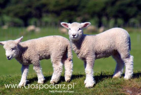 Hodowla żywca jagnięcego również się nie opłaca, bo im cięższa sztuka tym niższa za nią cena w skupie