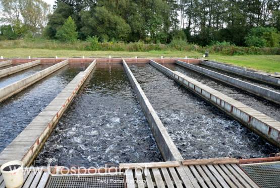 Sprzedam hodowlę pstrąga tęczowego gospodarstwo rybackie