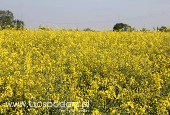 Notowania oleistych na giełdach światowych 16.05.2012