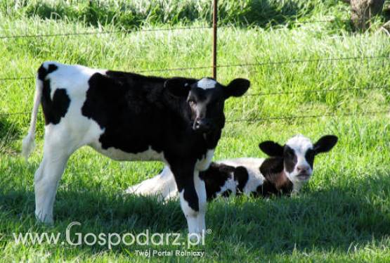 USA - Niecodzienne narodziny byczka