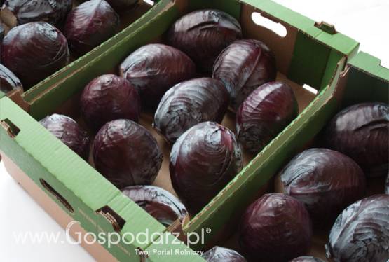 Kapusta czerwona AGROSAD