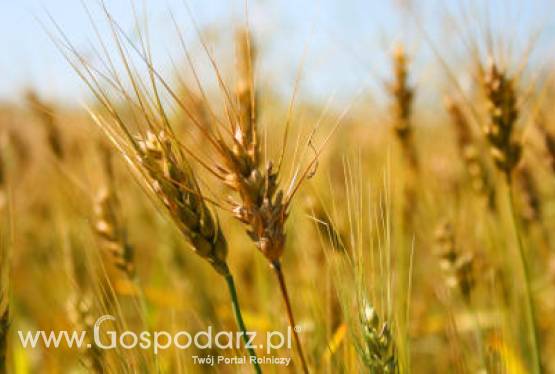 Tydzień na rynku giełdowym zbóż – 5.03.2012