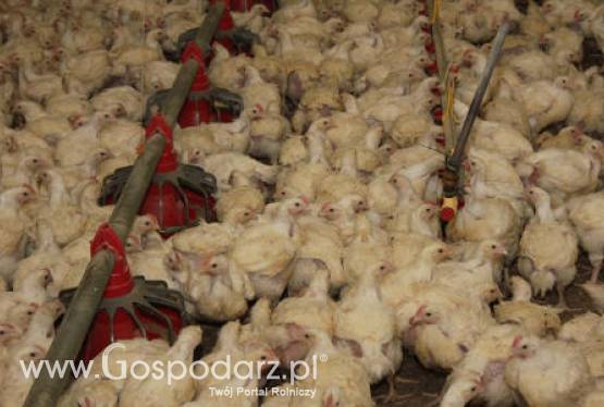 Brazylia – Wzrost produkcji kurcząt brojlerów
