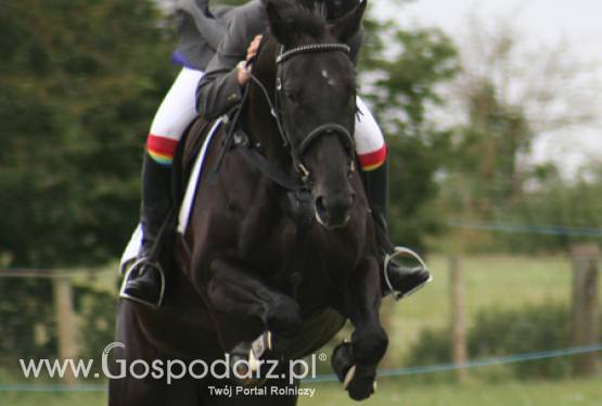 ANR na zawodach konia wierzchowego