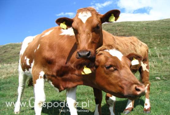 Wzrost cen mleka w folii