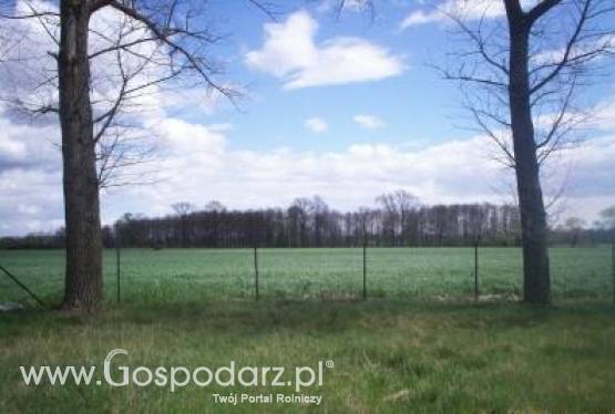 Sprzedam Ziemie Rolną