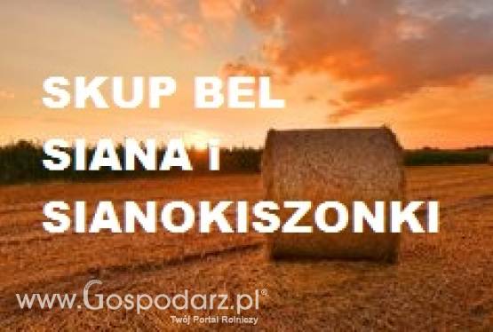 Kupie bele siana i sianokiszonki