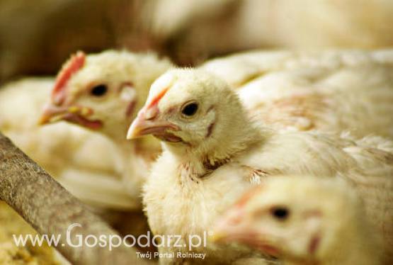 Rosja – Wzrost produkcji drobiu