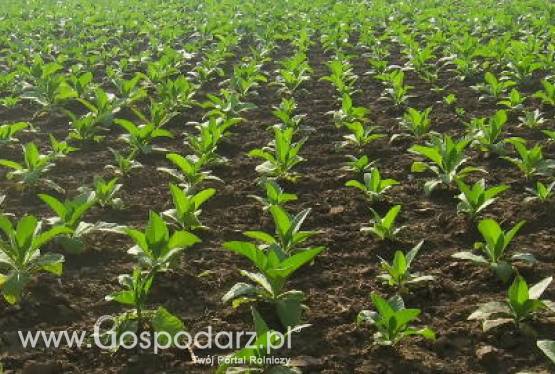 Hektary ziem Agencji Nieruchomości Rolnych są bezprawnie uprawiane