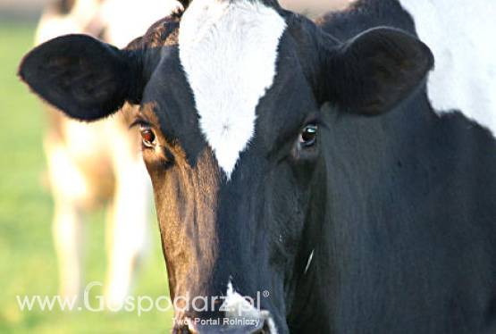 Brazylia – Spadek eksportu bydła