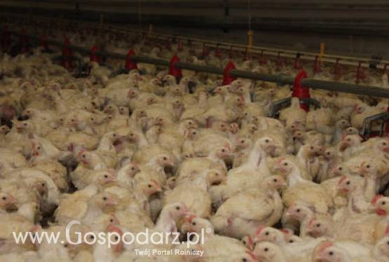 Ceny mięsa na krajowym rynku