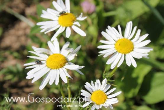 Kończy się sezon na rumianek