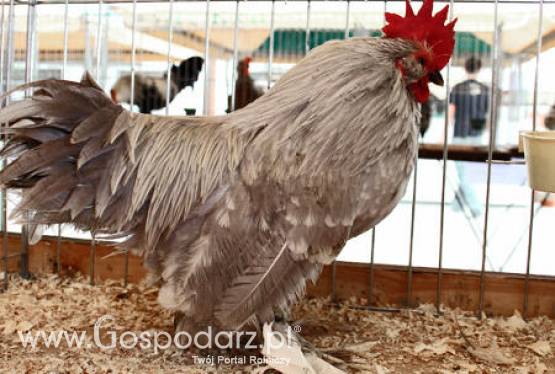 Ukraina – Większy eksport mięsa drobiowego