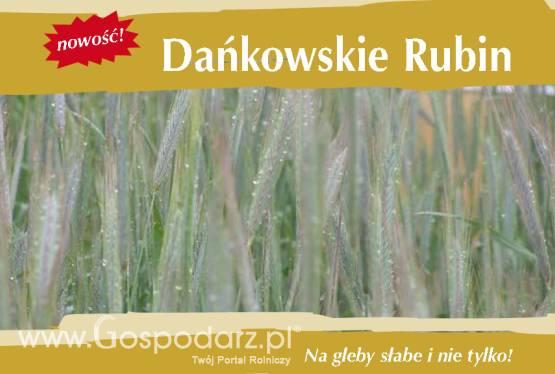 Kwalifikowane nasiona siewne żyto ozime Dańkowskie Rubin C1 Elbląg Olsztyn Braniewo