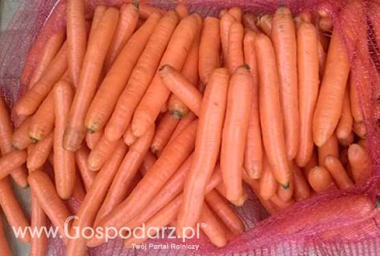 Sprzedajemy marchew jadalnia