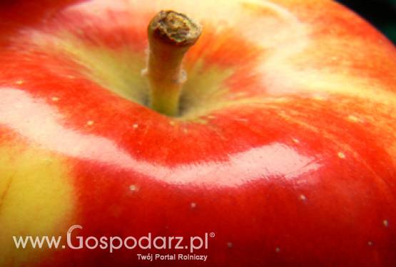 Polskie jabłka w Brukseli