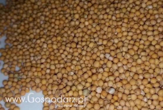 Sprzedam mak niebieski mieszko, gorczyca biała