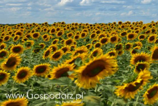 PKN ORLEN uruchamia pilotażową sprzedaż BIO85 do samochodów z silnikami typu Flexifuel